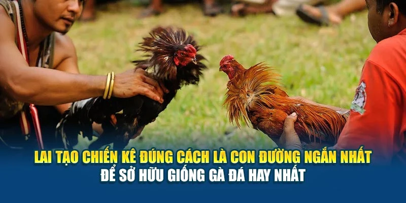Lai tạo chiến kê đúng cách là con đường ngắn nhất để sở hữu giống gà đá hay nhất