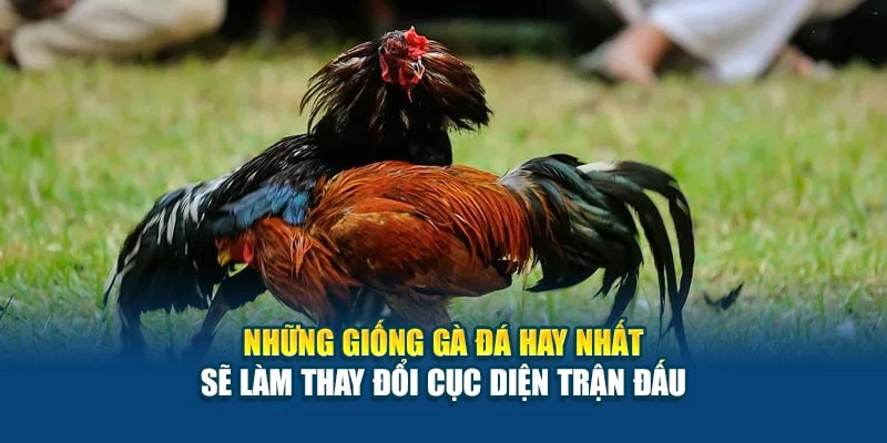 Những giống gà đá hay nhất sẽ làm thay đổi cục diện trận đấu